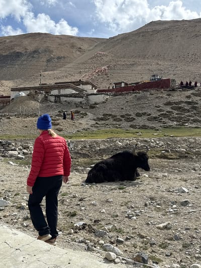 In Tashi Dzom town, China, a person with blonde hair wearing a blue beanie, a red puffer jacket, and black pants stands outdoors. To the left of the person, a black yak rests on a rocky landscape. In the background, a large mountain and traditional Tibetan buildings are visible. Prayer flags are strung between some of the buildings. The weather appears to be sunny, with clouds visible in the sky.