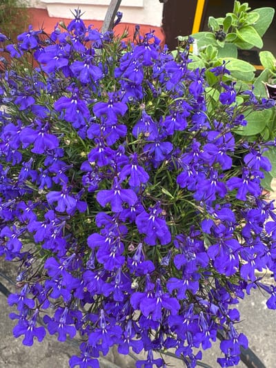 A close-up overhead shot captures a dense cluster of vibrant purple lobelia flowers in bloom. The flowers have small, delicate petals with white markings at their centers, creating a striking visual contrast. They are surrounded by thin, green foliage and some darker stems. In the background, hints of a reddish-pink wall and green leaves from another plant are visible, along with a portion of a gray concrete surface at the bottom. The scene appears to be an outdoor setting, possibly a garden or a balcony, within the Ветрынскі сельскі Савет region of Belarus. There are no people or discernible human activity in the image. The lighting suggests it is daytime, with no strong shadows indicating a particular time of day.