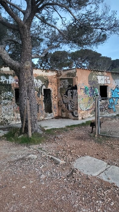 The image displays an outdoor scene in Santa Ponça, Spain, centered on a derelict, one-story building and a large tree. The building's exterior walls are extensively covered in multi-colored graffiti, including textual tags, symbols, and a large black-and-white cartoon character on the central facade. The original paint, visible beneath the graffiti and peeling in places, shows faded orange-brown, beige, and green tones. Multiple dark, rectangular openings, serving as doorways or windows, lack doors or frames. A large, mature tree with a textured, thick, brownish-grey trunk is situated in the left-center foreground, its branches extending over the building and towards a pale blue sky. Two weathered grey wooden posts are vertically positioned near the base of the tree. To the right of the building, a dark-colored, medium-sized dog stands near an open metal mesh gate, facing towards the building with its head slightly lowered. The ground in the foreground consists of reddish-brown dirt and loose gravel, with several embedded grey concrete slabs and a low concrete curb. Patches of green vegetation are visible at the tree's base. A line of dense, dark green trees forms the background horizon.