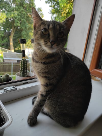A tabby cat with green eyes is sitting on a white windowsill. The cat is looking directly at the camera. Behind the cat, there are three potted cacti and a solar-powered garden light. Outside the window, there are trees and a fence. The scene appears to be in a residential area of Jablonec nad Nisou, Czechia.