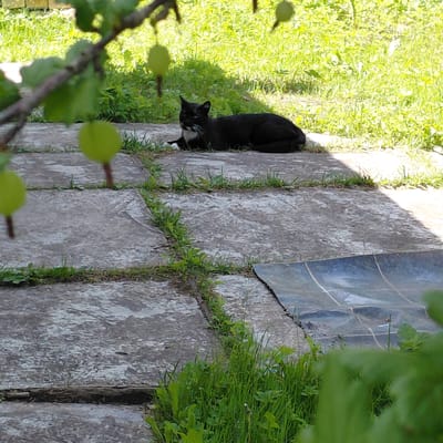 A black cat with white markings on its chest and face is lying on flagstones in a yard. The cat is positioned on the right side of the image, partially in shadow and partially in sunlight. Green gooseberries hang from a tree branch in the foreground, obscuring parts of the scene. The yard is covered in grass and flagstone paving. A blue tarp is visible in the lower right portion of the image. The location is the city of Skuķīši, Latvia.