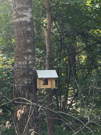 The image shows a wooden birdhouse attached to a tree in a forest setting. The birdhouse is light-colored wood with a darker rectangular opening. It is mounted on a thick, horizontal tree branch. Another thinner branch, also horizontal, runs above the birdhouse. The background is filled with lush green foliage and dappled sunlight, suggesting it is daytime with clear or partly cloudy weather. The overall scene appears tranquil and natural. The location is identified as Kotelniki, Russia, implying a Russian forest environment. No people are visible, and no text is present in the image.