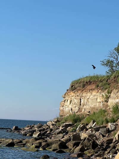 A bird is captured mid-flight against a clear blue sky above a rocky shoreline and a steep cliff face. The cliff, composed of layered sedimentary rock, displays a mix of tan and brown hues, with patches of green grass and vegetation growing along its rim and at its base. The foreground is dominated by a jumble of large, dark rocks that transition into the calm, rippling blue water of the sea. The scene is located in Rannamõisa, Estonia, a place known for its dramatic coastal cliffs.