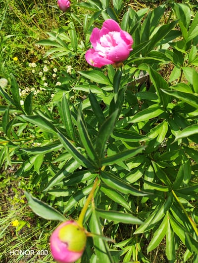 A bright pink peony flower with white accents is in full bloom at the top center of the image. The flower is surrounded by lush green foliage. Below the blooming flower, a peony bud is visible, partially open and showing hints of pink and green. The background consists of green grass, other small white flowers, and some dried vegetation. The lower right corner of the image displays the text "HONOR 400". The scene appears to be outdoors in a natural setting.