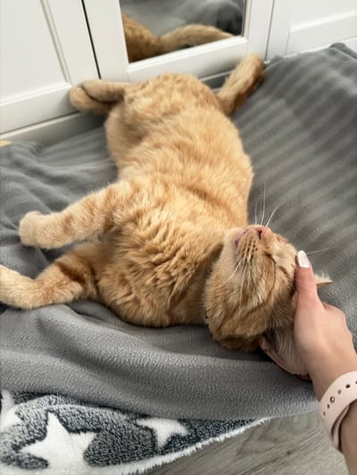A ginger cat is lying on its back on a grey blanket, its head tilted upwards and its eyes closed as a hand gently strokes its cheek. The cat has white whiskers and pink ears. The blanket is placed on a wooden floor next to a white closet with a mirrored door, which reflects the cat and its surroundings. The scene suggests a relaxed domestic setting. The provided information does not contain any details about the city of Helmond, Netherlands.