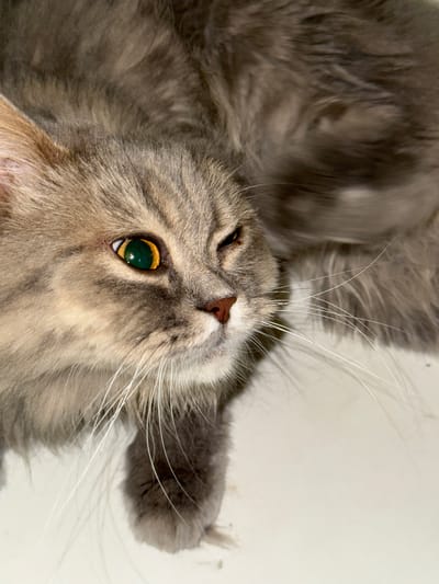 A close-up, high-angle shot shows a fluffy gray cat lying down on a light-colored surface, possibly a floor or table. The cat's head is turned to the right, with its left eye prominently visible. The eye is striking, with a bright green iris and a dark pupil. The cat's fur is a mix of gray and lighter brown tones, with darker tabby markings visible on its face. Long white whiskers extend outwards from its muzzle. The cat appears relaxed, with its body largely obscured by its own fur and the angle of the shot. There is no indication of the specific location within Raivka, Ukraine, as the environment is nondescript. The focus is entirely on the cat.