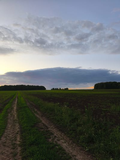 A dirt road with tire tracks runs diagonally through a green field towards a line of trees in the distance. The field is divided, with a freshly plowed section on the right and a grassy area on the left. The sky above is a pale blue with scattered, textured clouds. The scene appears to be set in a rural landscape, possibly at dusk or dawn given the soft lighting. The location is Dolzhikovo, Russia. There are no people or animals visible in the image.