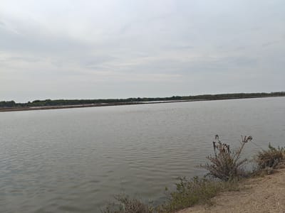 The image depicts a wide expanse of calm, brownish water under an overcast sky. A strip of green vegetation, appearing as a dense line of trees, forms the distant horizon. The foreground features a sandy bank with sparse, dry vegetation and some green bushes. The scene suggests a natural or semi-natural aquatic environment, possibly a lake, pond, or coastal body of water, located in Aluekumba, Indonesia. There are no people or visible man-made structures other than what might be implied by the landscape. The overall atmosphere is serene and natural.