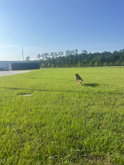 A dog is running across a large, bright green, grassy field under a clear blue sky. The dog, which appears to be a German Shepherd, is in motion, its tail up and its body angled away from the camera, as if it is chasing something. The field is well-maintained, with short, even grass, and a shadow of the dog is cast on the ground behind it. In the background, there is a line of tall trees bordering the field, and a black chain-link fence separates the field from a wooded area. To the left of the frame, there is a large, dark grey rectangular building, possibly a shipping container or industrial structure, and a paved area. Further in the distance, a tall pole with lights or equipment is visible. The scene appears to be an open outdoor space, possibly a park or a recreational area, located in Pooler, United States of America.