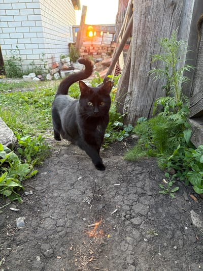 A black cat is captured in a medium shot, looking directly at the camera with bright green eyes. The cat is sitting on cracked asphalt, with a blurred background that includes greenery, a wooden fence, and a white brick building. The setting appears to be outdoors, possibly a backyard or alleyway. The lighting suggests it's either early morning or late afternoon due to the warm, low-angled sunlight reflecting off the side of the building. There are no people visible, and the cat is the sole subject. The overall mood is calm and curious, with the cat appearing alert and engaged.