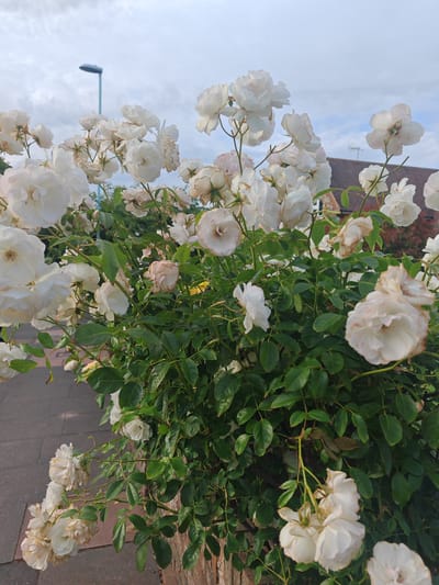 A bush of white roses is in full bloom, with some flowers appearing slightly wilted and tinged with pink at the edges. The roses are densely packed and cascade over a low brick wall. Behind the rose bush, a paved walkway with brick patterns is visible, and further back, a residential building with a brown roof and a lamppost can be seen against a cloudy sky. The scene is set in Worthing, United Kingdom.