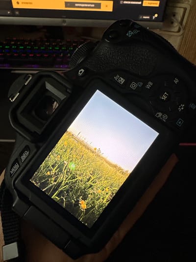 The image shows the back of a DSLR camera, angled downwards, with its screen displaying a photograph of a field of yellow flowers under a bright sky. The camera's buttons and controls are visible, including "MENU," "INFO," "WB," and "SET." In the background, a computer keyboard with illuminated keys and a monitor are partially visible. The scene appears to be indoors, likely in a home or office setting, as suggested by the electronic equipment. There is no indication of the location being specifically in Dachnoye, Russia. No people are present in the image.