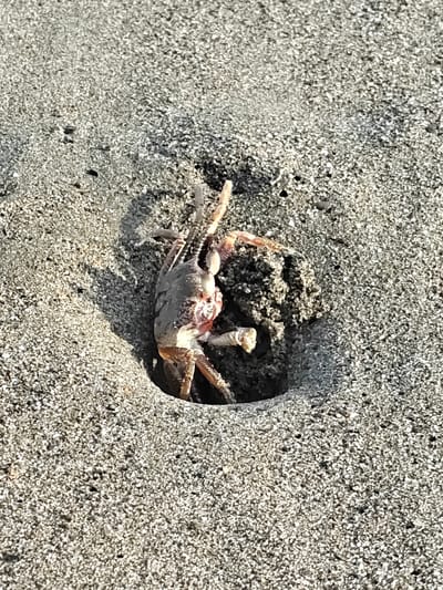 A single crab is partially emerged from a hole in a sandy surface. The crab is light brown and pinkish, with visible legs and claws. The surrounding area is composed of fine-grained, light-colored sand with some darker specks. The lighting suggests it is daytime, with shadows cast by the crab and the edge of its burrow. The image is taken at close range, focusing on the crab and its immediate environment. There is no indication of human presence or any specific location within Curehtunong, Indonesia.