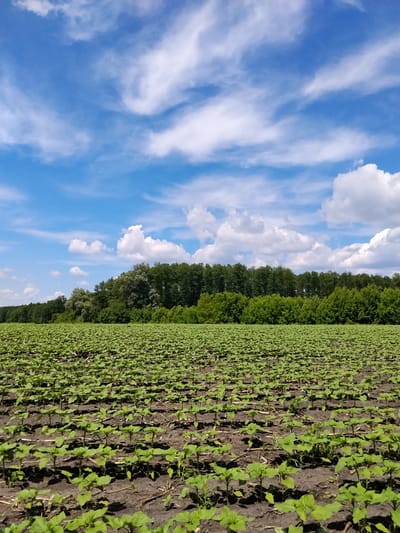 The image depicts a vast agricultural field planted with young green seedlings, likely sunflowers, stretching across the frame. The field is viewed from a low angle, emphasizing the density of the crops. In the background, a dense line of lush green trees forms a natural border, separating the field from the sky. The sky is a vibrant blue, dotted with scattered white, wispy clouds and larger, cumulus formations. The overall scene conveys a sense of growth and nature under a clear, sunny day. The image was captured in the vicinity of Matiashivka, Ukraine.