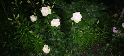 A group of white roses are in bloom amidst lush green foliage. Some of the roses are fully opened, revealing their delicate petals, while others are still in bud. The image appears to have been taken at night, as indicated by the dark background and artificial lighting. The scene is set in a garden in Kirsanov, Russia.