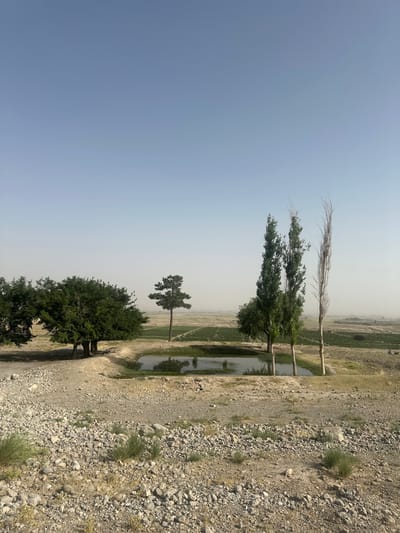The image depicts a landscape scene with a clear, pale blue sky overhead. In the foreground, the ground is covered with rocks and sparse dry vegetation. A small, dark body of water, possibly a pond or reservoir, is visible in the middle ground. Surrounding the water are several trees of varying sizes and shapes. To the left, a cluster of broad, leafy trees stands. In the center, a tall, slender pine-like tree with dark green needles is prominent. To the right of the pond, three tall, thin trees are clustered together, two of which appear green and leafy, while the third is bare and skeletal. Beyond the pond and trees, the terrain opens up to a hazy, flat expanse of fields, suggesting agricultural land. The overall impression is of a semi-arid rural environment. The specific location in Bostan, Pakistan is not discernible from the visual information provided in the image.