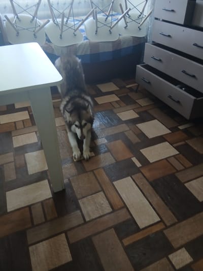 A dog, likely a husky, is lying on a floor with a parquet pattern. The dog has light and dark fur, with white markings around its face and paws. It appears to be resting, with its head down and paws extended. In the background, a white table is partially visible, and further back, several white chairs with wooden legs are lined up. To the left, a wooden dresser with multiple drawers is visible. The lighting suggests daytime, and the environment appears to be indoors, possibly a home or a common area in a building. There are no visible signs of text in the image. The scene is domestic and peaceful, with the dog being the primary subject.