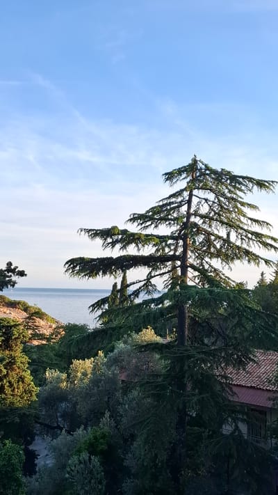 The image shows a tall, green tree with hanging branches in Podličak, Montenegro. In the background, a view of the sea is visible. Other greenery and a building with a red tile roof are present on the right side of the image. The sky is light blue with some clouds.