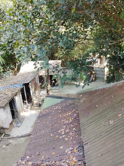 A high-angle view depicts a residential area within the city of Shibpur, Bangladesh. The foreground features two adjacent sections of corrugated metal roofing; one is heavily covered with fallen dry brown leaves, while the other exhibits patches of moss and scattered debris. Below these roofs, a dirt pathway separates a row of single-story structures on the left from an unpaved courtyard on the right. The structures on the left have brick walls, some painted white, and roofs composed of corrugated metal sheets, some partially covered with thatch or blue tarps. Several open doorways lead into dark interiors, and a white hose lies on the ground near one structure. Within the unpaved courtyard, a black fowl and a small, dark animal are present. In the background, additional simple structures with corrugated metal roofs are visible, along with a light-colored metal gate. Dense green tree foliage dominates the upper portion and background of the scene, indicating a heavily vegetated environment under bright daylight.