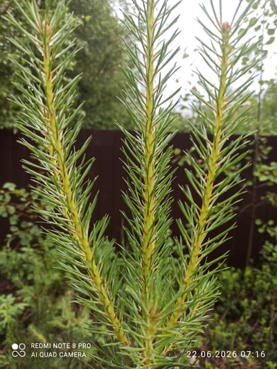 This is a close-up, vertical, outdoor photograph of a young pine tree sapling. The sapling has three main branches visible, each adorned with dense, green needles. The branches are a yellowish-green color and appear to have tiny brown buds or developing needles along their length. Small water droplets are visible on some of the needles, suggesting recent rain or dew. The background is softly blurred, showing foliage and a dark brown fence. The bottom left corner of the image contains a watermark with a logo and text that reads "REDMI NOTE 8 PRO AI QUAD CAMERA." The bottom right corner displays a date and time stamp: "22.06.2026 07:16." There are no people visible in the image. The scene appears to be a backyard or garden in a residential area, possibly in Sovetskiy, Russia, given the metadata.