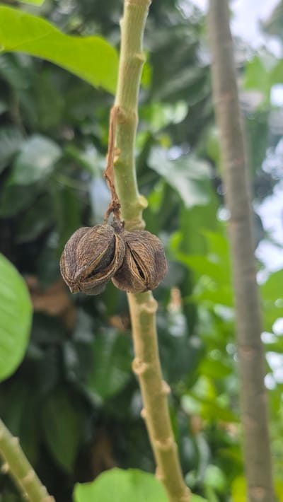 The image shows two dried fruits hanging from a green stem in a garden. The background is blurred with green leaves, suggesting a natural environment. The location is identified as Pante Aree, Indonesia. There are no people visible in the image. The focus is on the dried fruits, which appear to be in the process of splitting open.