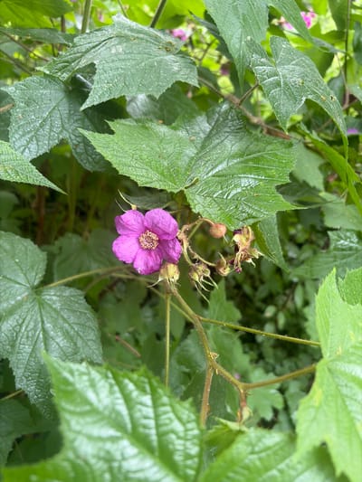 The image shows a close-up of a single purple flower with five petals and a prominent center of stamens. The flower is surrounded by large, green, serrated leaves. Several small, green, undeveloped fruits or buds are visible near the flower. The background consists of more foliage, suggesting a natural outdoor environment. The image does not contain any specific landmarks or indicators to identify its location within Vidnoye, Russia.