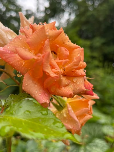 The image presents a close-up, shallow depth of field photograph featuring a vibrant rose, primarily in shades of orange and delicate pink, in full bloom. Its numerous petals are richly adorned with glistening water droplets, reflecting light and enhancing the flower's intricate texture and soft colors. Some droplets are perfectly spherical, clinging to the petal edges, while others dot the surfaces.

In the blurred background, another rose of a more yellowish-orange hue is partially visible to the upper right, and a smaller, peachy-pink bloom is hinted at on the upper left. Various green leaves, some also bearing water droplets, frame the main subject and add to the natural setting. The background exhibits a soft bokeh effect, comprising diffuse green foliage and bright, circular blurs that suggest a light source or reflections.

This composition creates the impression of an outdoor garden scene, likely captured after rain or during morning dew, given the prominent water droplets. The soft, natural lighting enhances the freshness and beauty of the flora. No human subjects are present, nor is any discernible text visible. The image evokes a tranquil and refreshing ambiance, celebrating the delicate artistry of nature. The location context, Landau in der Pfalz, Germany, is not visually cued within the image itself.