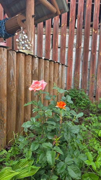 The image shows a close-up view of a rose bush with two roses, one pink and one orange, in front of a wooden fence. The pink rose is larger and more open, while the orange rose is smaller and still partially closed. The rose bush has green leaves and some thorns. The fence is made of vertical wooden logs and appears to be weathered. There is also some green foliage and grass in the foreground and background. The scene suggests an outdoor garden setting in a rural or semi-rural area. The location is specified as Ларичиха, Russia. There are no people or actions depicted in the image.