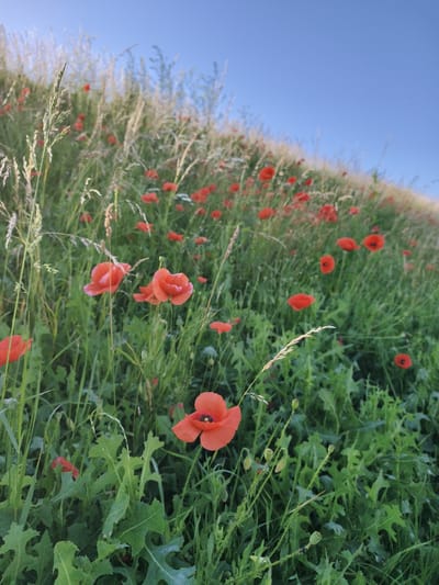This is a photograph of a field of poppies on a sunny day, likely in the city of Tczew, Poland. The poppies are red and bloom amidst lush green grass and other wildflowers. The sky is a clear blue, suggesting fair weather. The foreground shows several poppies in sharp focus, while the background is blurred, giving a sense of depth and the vastness of the field. The image is framed from a low angle, emphasizing the natural beauty of the scene. There are no people or man-made structures visible in the photograph. The environment appears to be a natural, undeveloped area.