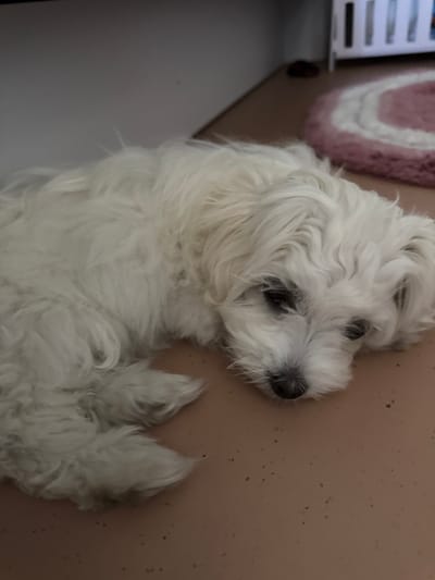 A small, white, fluffy dog lies on a brown floor, its head resting on its paws. The dog's eyes are partially closed, and its fur appears to be slightly matted. In the background, a white crib and a pink and white rug are visible. The overall scene suggests a domestic indoor environment, possibly a home in the town of Langeoog, Germany, given the context of the image request.