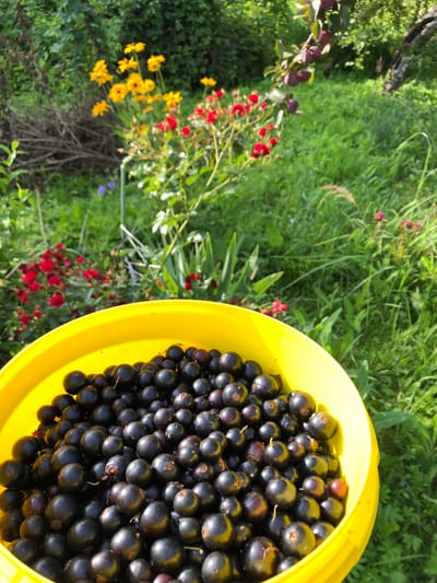 A bright yellow bucket overflowing with dark, ripe blackcurrants sits in the foreground, its contents filling the bottom half of the frame. The berries are round and glossy, with some showing hints of red or purple. Behind the bucket, a lush green garden is visible. In the mid-ground, clusters of small red flowers and bright yellow flowers add pops of color. Further back, green foliage and the dappled sunlight suggest a natural, outdoor setting. The scene is set in a garden at Красная Пресня Снт, Russia. There are no people present in the image.