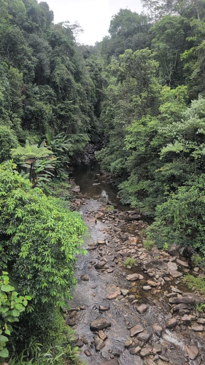 The image captures a view looking down at a shallow, rocky river flowing through a dense, green jungle. The riverbed is filled with numerous rounded stones of varying sizes, some submerged in the clear, flowing water, while others form exposed banks and islands. Lush vegetation, including large-leafed plants and ferns, crowds the riverbanks, with trees forming a thick canopy overhead, creating a shaded, humid atmosphere. The scene depicts a natural, untouched landscape within the Thượng Trạch Commune, Vietnam, characterized by its rich biodiversity and the presence of a watercourse carving its way through the terrain. There are no people or animals visible in the frame.