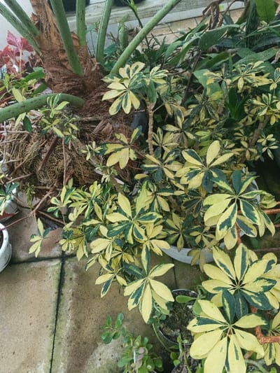 The scene, located in Munyati, Zimbabwe, presents an arrangement of plants on a paved outdoor surface. A prominent variegated Schefflera plant dominates the central and right portions, displaying numerous palmate leaves with distinct cream-yellow and dark green patterning. Its foliage is dense, and woody stems are visible. To the upper left, a larger plant with thick green stalks emerges from a fibrous, brown basal structure. Additional smaller green plants and a plant with reddish-brown foliage are interspersed throughout the composition. Multiple plant containers are observed, including partially visible light-colored pots on the left and right, and smaller dark pots at the bottom. The ground surface consists of light-colored flagstone or concrete pavers, which exhibit dark discoloration and organic growth along their seams. No human presence or dynamic actions are observed within the frame.