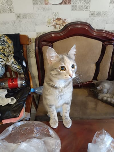A grey tabby cat is sitting on a brown chair in a room. The cat is looking to the right with its mouth slightly open. There is another cat lying on the floor in the background. There are also some plastic bags and bottles on a table in the foreground. The walls are decorated with tiles. The scene appears to be indoors, possibly in a domestic setting. No specific location in Brodokalmak, Russia can be determined from the image.