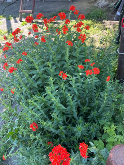 A bush of red flowers with green leaves is in the foreground of the image. The flowers are clustered on top of tall stems. The bush is growing on a gravelly surface, with some grass and other plants visible around it. In the background, there is a wooden structure, possibly a ladder, and a metal pole. The scene appears to be outdoors, likely in a yard or garden. The location is identified as Озёрный ауылдық округі, Kazakhstan.