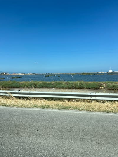 The image depicts a coastal landscape in Manfredonia, Italy. In the foreground, a paved road runs horizontally across the bottom of the frame, with dry, yellowing grass and a metal guardrail separating it from the body of water. The water, likely a lagoon or salt marsh, is calm and reflects the clear blue sky. Scattered across the water are numerous white and pink flamingos, some wading, some standing, and a few in flight. In the background, the coastline is visible with low-lying buildings and some industrial structures, including a white tower-like building on the far right. The sky is a vast expanse of uninterrupted blue with a few faint clouds. The overall impression is of a serene natural habitat within a coastal urban environment.