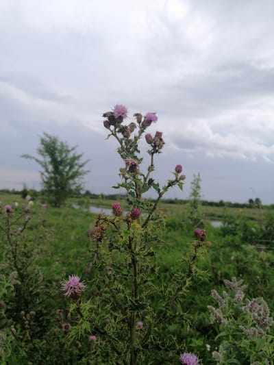 A close-up, low-angle shot captures a thistle plant with spiky green stems and purple blossoms. The plant is the primary subject, positioned in the foreground and slightly right of center. Its spiky leaves and thorny stems are sharply in focus. In the background, a blurry green field stretches towards a body of water and a single, sparse tree. The sky is overcast with heavy, grey clouds. The scene is located in Krasnoluka, Ukraine. There are no people or animals visible in the image.