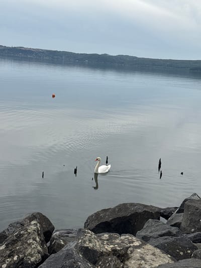 A serene landscape shows a swan swimming on a tranquil lake in Trevignano Romano, Italy. The left side of the frame features a blurred shoreline, possibly the opposite bank of the lake. The water is generally still, with minor wave ripples. A buoy is seen in the water, floating in the upper left quadrant. A few dark objects float upon the water. The right side of the frame contains jagged rocks.