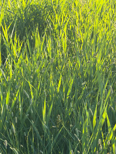 The image shows a dense field of tall green grass with some seed heads. The sun is shining brightly, creating highlights on the grass blades and casting shadows. The grass appears to be in a natural setting, possibly a meadow or field, with no signs of human construction or activity. The scene is likely outdoors in a rural area. No people or animals are visible in the image. The location in Satino-Russkoe, Russia, is not specified within the image itself, but based on the information provided, this image depicts a natural landscape in that region.