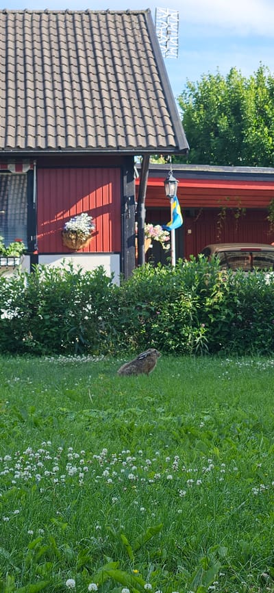 This image depicts a portion of a traditional red wooden house in a suburban or rural setting, likely in Västerås, Sweden, given the context. The house has a dark tiled roof and is adorned with a Swedish flag flying from a lamp post. A hanging basket filled with white flowers is attached to the red wall. Adjacent to the house is a lush green lawn dotted with small white flowers, possibly clover. In the background, a large, mature tree provides shade. The scene suggests a pleasant, sunny day, possibly in late spring or summer, judging by the vibrant greenery and blooming flowers. There are no people visible in the image, and the overall mood is peaceful and idyllic. The activity taking place, if any, is unclear, but the presence of a home and garden suggests a residential setting. The image is captured from a slightly elevated angle, looking down onto the lawn. The sky above is a clear blue.