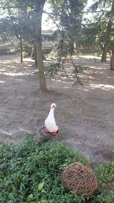 In Borodianka, Ukraine, a garden decoration resembling a goose with red feet and a red beak sits on a tree stump. The goose is white and gray. In the foreground, a patch of dense green ground cover is visible, with a woven ball of branches to the right. The background shows trees with sandy ground and shadows from the branches. A brick wall and a fence are partially visible behind the trees. The overall scene is that of an outdoor area, possibly a park or private garden, with natural and decorative elements.