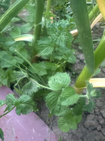 The image shows a close-up view of green plants growing in soil. The plants are lush and leafy, with some larger stalks visible in the foreground and background. The leaves appear to be a vibrant green, and some have serrated edges. The soil is a dark, earthy color, with some pebbles and debris visible. In the lower right corner of the image, a patch of what appears to be pink or purple material is visible, possibly a plastic sheet or a painted surface. The lighting suggests it may be daytime, with soft shadows indicating diffused light, perhaps on an overcast day. The scene appears to be outdoors, in a natural or garden setting. There are no people or animals visible in the image. The overall impression is one of healthy plant growth in a natural environment. The location context provided is Пярэжырскі сельскі Савет, Belarus, suggesting this is a rural or suburban area in Belarus. No text is visible in the image.
