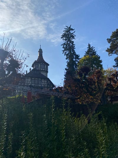 The image displays a partial view of the *Maison du Peuple* building, situated in Mulhouse, France, observed from a lower elevation, likely within or adjacent to *Parc Salvator*.

The foreground consists of dense, dark green foliage, characterized by slender, upward-growing leaves, partially obscuring the scene. Above this foliage, a metallic truss system, possibly for lighting or stage equipment, spans horizontally across the midground. Several dark, circular lighting fixtures are attached to the truss.

Behind and above the truss, the upper section of the *Maison du Peuple* is visible. This includes a prominent, multi-story tower with a steep, multi-faceted conical roof clad in dark tiles, topped with a slender finial. The building's visible facade below the tower roof features a half-timbered construction, comprising dark timbers set against lighter infill, with multiple rectangular windows.

To the right of the building, a tall, slender conifer tree with dark green needles rises prominently against the sky. Other trees, including one with a gnarled trunk and sparse, brownish foliage, and additional evergreens, are also present. The sky above is clear blue with scattered wispy white clouds, indicating daylight conditions with illumination from the left. No individuals are depicted in the scene.