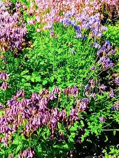 The image shows a dense patch of flowering plants, likely in a garden setting. The dominant colors are various shades of green from the foliage and purple and pink from the flowers. The flowers appear to be small and clustered, with some in bloom and others past their prime. The overall impression is one of lush, overgrown vegetation. There is no indication of a specific location in Chachersk, Belarus, or any people or specific objects.