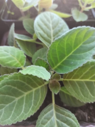 The image shows a close-up, slightly blurry view of several green leaves of a plant, likely a seedling. The leaves are ovate with serrated edges and prominent venation. The plant appears to be growing in dark soil within a tray or pot. There is no visible indication of the city of Promyshlennaya, Russia, or any people or specific actions. The focus is solely on the plant's foliage.