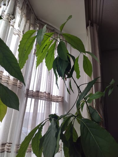 A close-up, low-angle shot captures an indoor avocado plant with large, dark green leaves. The plant is positioned in front of a window covered by sheer, light-colored curtains adorned with a decorative lace trim. The lighting suggests it is daytime, with light filtering through the window. The background features a ceiling and a portion of a wall covered by a darker curtain. No people are present in the scene. The image is undated and does not provide any specific information about its location in Darlington, United Kingdom.