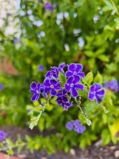 The image shows a close-up view of a cluster of small, vibrant purple flowers with white centers, set against a blurred green foliage background. The flowers have five distinct petals with ruffled edges and are arranged in a spray. Some unopened buds are also visible on the stem. The lighting suggests an outdoor environment, likely during the daytime. The overall impression is one of natural beauty and botanical detail. The location is specified as Dehesa De Campoamor, Spain.