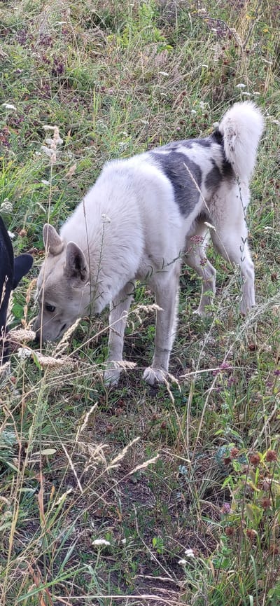 The image shows a dog standing in a grassy area. The dog is light-colored with dark gray markings on its back and tail. It is facing left and appears to be sniffing the ground. There is tall grass and some wildflowers around the dog. A small portion of a black object, possibly another animal, is visible on the left edge of the frame. The scene is outdoors, likely in a rural or park-like setting. The location is specified as Сырымбет, Kazakhstan, suggesting it is a natural environment within that region.