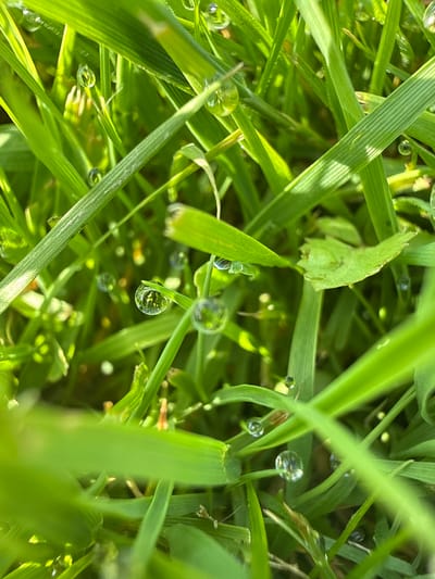 The image is a close-up, macro shot of green grass blades covered in dew drops. The grass is lush and vibrant green, with some blades showing distinct parallel lines. The dew drops are spherical and clear, refracting the light and reflecting the surrounding green environment. Some drops are larger and more prominent, clinging to the tips of the grass blades, while others are smaller and scattered throughout. The background is a blur of green and brown, indicating a natural setting. There are no people or man-made objects visible in the image. The scene appears to be an outdoor natural environment, possibly a lawn or meadow, in the early morning or after a rain, given the presence of dew. The lighting suggests a bright, sunny day. The image does not provide any information to pinpoint its location to Baryshevo, Russia.