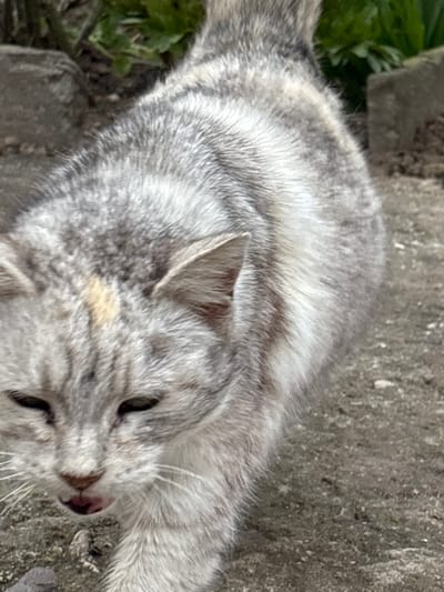 A grey, tabby cat is lying on a concrete surface. Green foliage is visible in the top left corner of the frame. The cat is positioned near a block of concrete, possibly a curb or paving stone. The cat's eyes are partially open. The image appears to be taken outdoors. No specific information to establish location or reference to Dobrovnitsa, Bulgaria.
